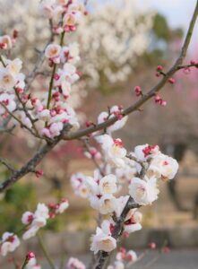 PTA活動と仕事の両立はどうすれば成功する？