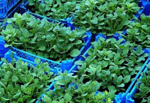 転職で保育園の点数が上がるためのポイントは？