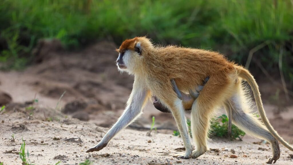 子育て中のママが転職先に選ぶべき住宅手当ありの会社は？