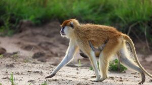 子育て中のママが転職先に選ぶべき住宅手当ありの会社は？