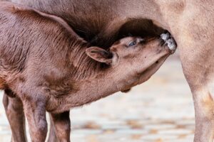子育てママが看護休暇を取りやすい職場とは？